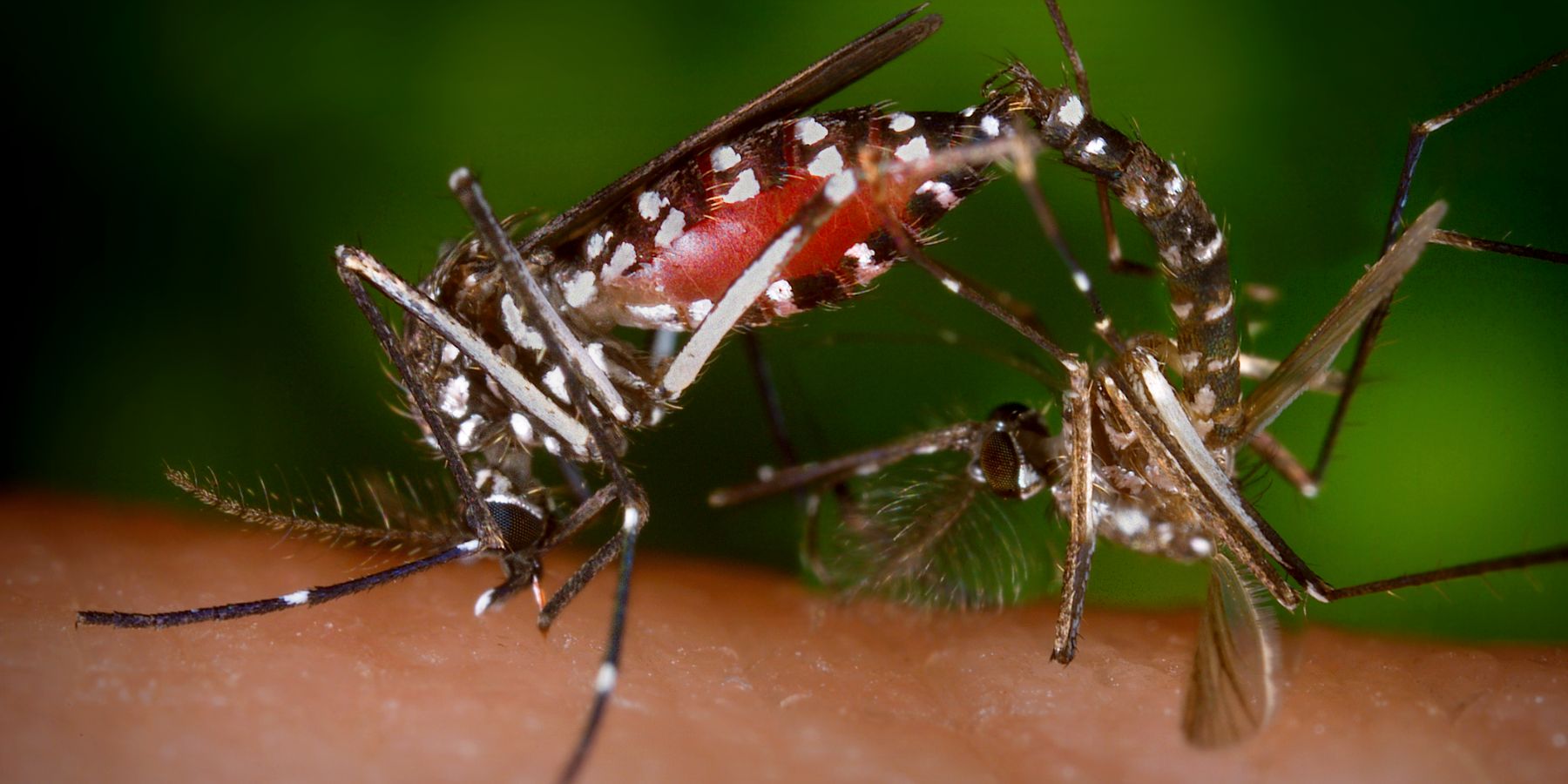 Preparing Your Yard for Mosquito Control in the Winter