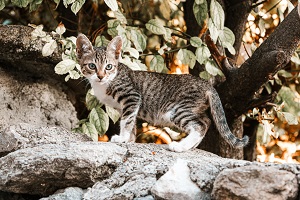 Safeguarding Outdoor Cat Caves: Preventing Wildlife Intrusions